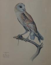 J.F. LANSDOWNE PRINT