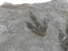 DINOSAUR FOOTPRINTS