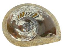 AMMONITE FOSSIL