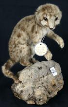 TAXIDERMY