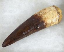 DINOSAUR TOOTH FOSSIL