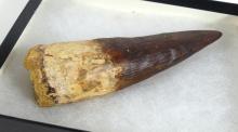 DINOSAUR TOOTH FOSSIL