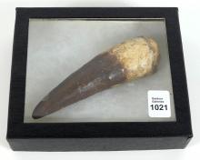 DINOSAUR TOOTH FOSSIL