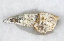 LATE MIOCENE ERA FOSSIL