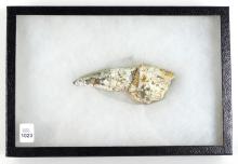 LATE MIOCENE ERA FOSSIL