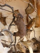 TAXIDERMY DISPLAY