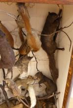 TAXIDERMY DISPLAY