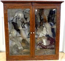 TAXIDERMY DISPLAY