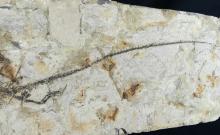 REPTILE FOSSIL