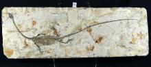 REPTILE FOSSIL