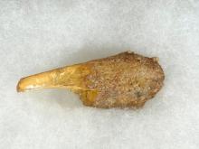 DINOSAUR TOOTH