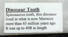 DINOSAUR TOOTH