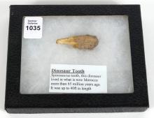 DINOSAUR TOOTH