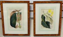 FOUR BOTANICAL ENGRAVINGS