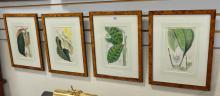 FOUR BOTANICAL ENGRAVINGS