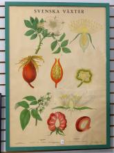 THREE FRAMED BOTANICAL PRINTS