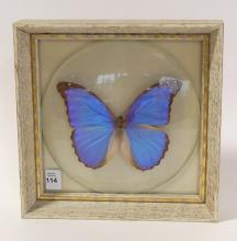 FRAMED BUTTERFLY