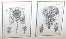 BOTANICAL PRINT