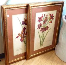 PAIR BOTANICAL PRINTS