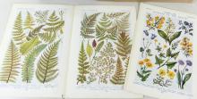 ANTIQUE, MODERN & WILDLIFE PRINTS