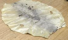 BLACK BEAR RUG AND SEAL SKIN RUG