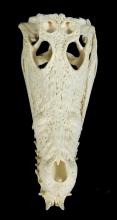 ALLIGATOR SKULL