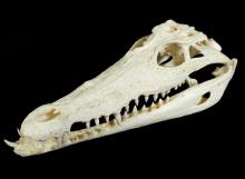 ALLIGATOR SKULL