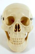 HUMAN SKULL TEACHING MODEL