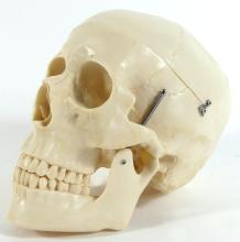 HUMAN SKULL TEACHING MODEL