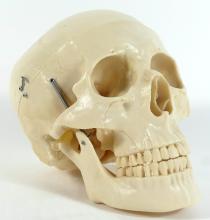 HUMAN SKULL TEACHING MODEL