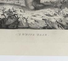 A WHITE BEAR, 1784