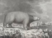 A WHITE BEAR, 1784