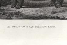 AN OPOSSUM OF VAN DIEMEN'S LAND, 1784