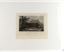 AN OPOSSUM OF VAN DIEMEN'S LAND, 1784