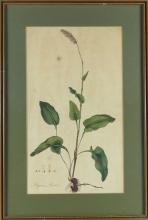 SET OF 18TH CENTURY BOTANICAL ILLUSTRATIONS