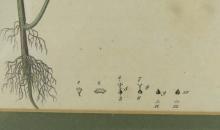 SET OF 18TH CENTURY BOTANICAL ILLUSTRATIONS