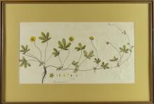 SET OF 18TH CENTURY BOTANICAL ILLUSTRATIONS