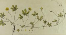 SET OF 18TH CENTURY BOTANICAL ILLUSTRATIONS