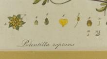 SET OF 18TH CENTURY BOTANICAL ILLUSTRATIONS