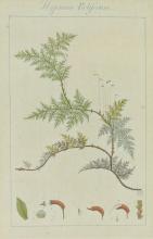 SET OF 18TH CENTURY BOTANICAL ILLUSTRATIONS