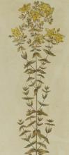 SET OF 18TH CENTURY BOTANICAL ILLUSTRATIONS