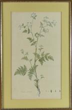 SET OF 18TH CENTURY BOTANICAL ILLUSTRATIONS