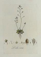 SET OF 18TH CENTURY BOTANICAL ILLUSTRATIONS