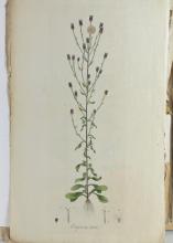 SET OF 18TH CENTURY BOTANICAL ILLUSTRATIONS