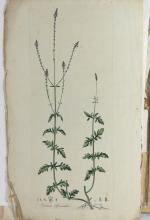 SET OF 18TH CENTURY BOTANICAL ILLUSTRATIONS