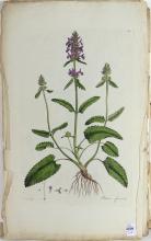 SET OF 18TH CENTURY BOTANICAL ILLUSTRATIONS