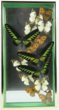 2 FRAMES OF BUTTERFLY SPECIMENS