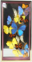 2 FRAMES OF BUTTERFLY SPECIMENS