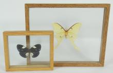 BUTTERFLY SPECIMENS