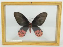 BUTTERFLY SPECIMENS